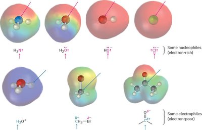 Electrostatic potential maps of nucleophiles and electrophiles