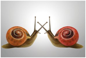 Two snails as mirror images, illustrating chirality
