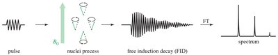 NMR pulse, precession, FID, and spectrum