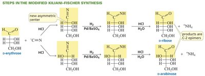 Steps in the Kiliani-Fischer synthesis