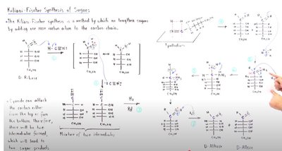 Handwritten Kiliani-Fischer synthesis mechanism
