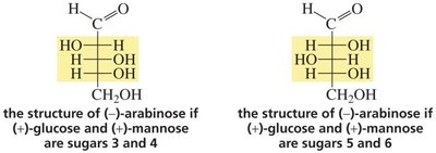 Fischer proof for glucose structure