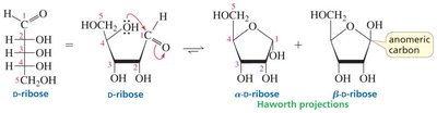 Equilibrium between alpha, beta, and open-chain glucose