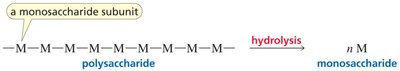 Polysaccharide hydrolysis to monosaccharides