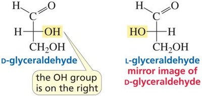 D- and L-glyceraldehyde