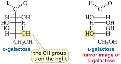 D- and L-galactose as mirror images