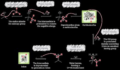 Imine formation mechanism