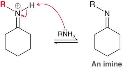 Enamine formation mechanism