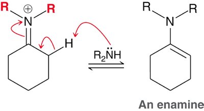 Wolff-Kishner reduction mechanism