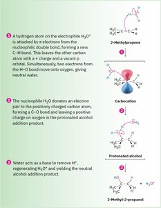 Mechanism of acid-catalyzed hydration of 2-methylpropene