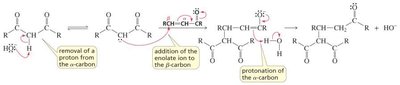 Michael reaction mechanism