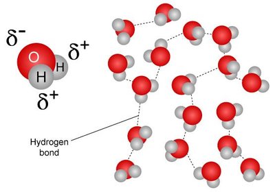 Hydrogen bonding in water