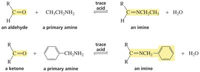 Imine formation mechanism