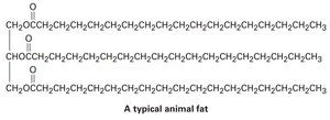 Structure of a typical animal fat