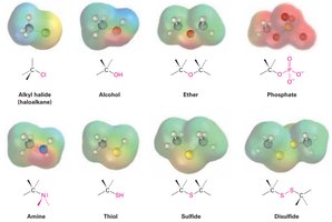 Examples of functional groups with carbon singly bonded to electronegative atoms