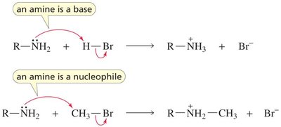 Amines as bases and nucleophiles