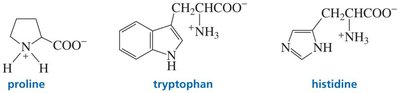 Structures of proline, tryptophan, and histidine