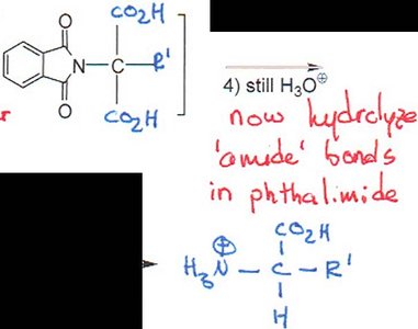 Gabriel synthesis step 4: hydrolysis of imide to carboxylic acid and amine