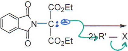 Gabriel synthesis step 2: alkylation with R'X