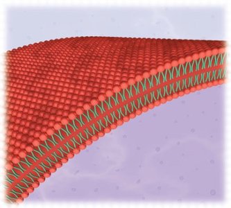 Lipid bilayer structure