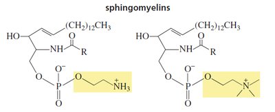 Sphingomyelin structures