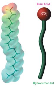 Stearate ion structure