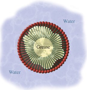 Micelle structure in water