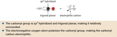 sp2 hybridized carbonyl group and its electrophilic nature
