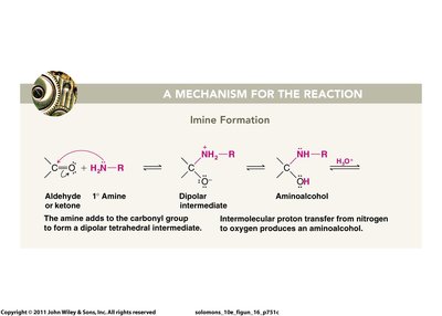 Mechanism of imine formation