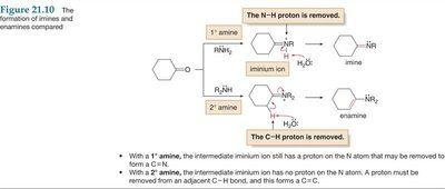 Comparison of imine and enamine formation