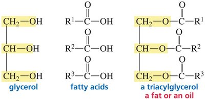 Structures of glycerol, fatty acids, and triacylglycerol