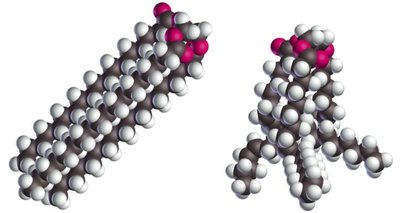 Space-filling models of saturated and unsaturated fatty acids
