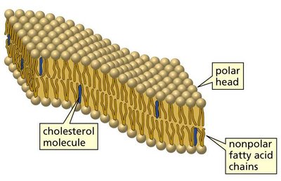 Phospholipid bilayer structure with cholesterol