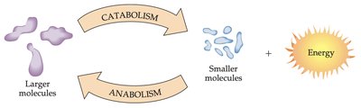 Catabolism and anabolism diagram