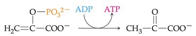 Coupled reactions diagram