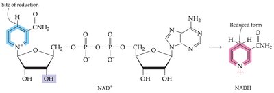 NAD+ and NADH structure