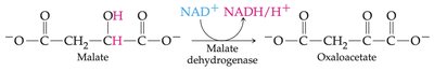 Malate dehydrogenase reaction