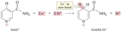 NAD+ reduction reaction