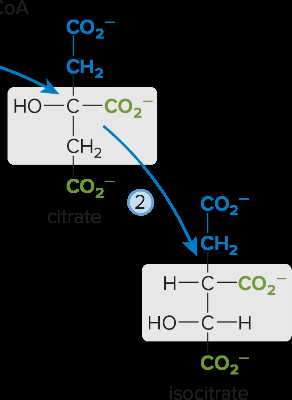 Citrate to isocitrate conversion