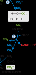 Isocitrate to α-ketoglutarate conversion
