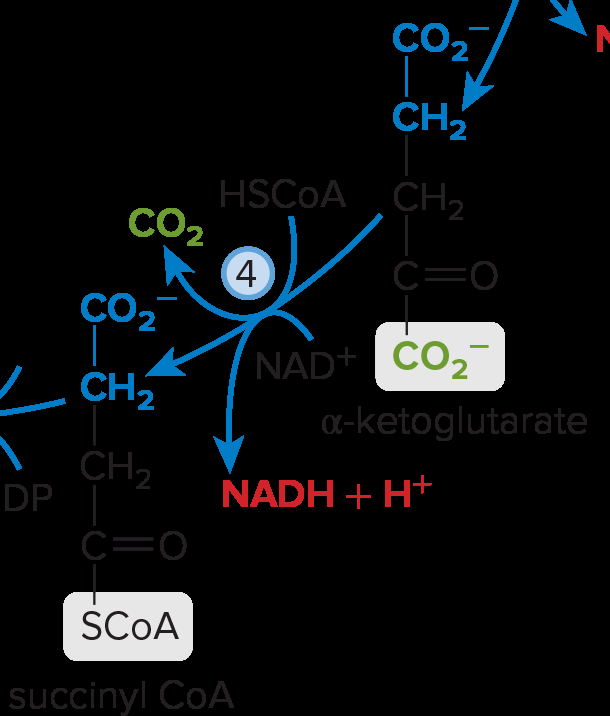 α-Ketoglutarate to succinyl-CoA conversion