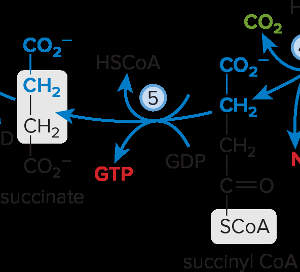 Succinyl-CoA to succinate conversion