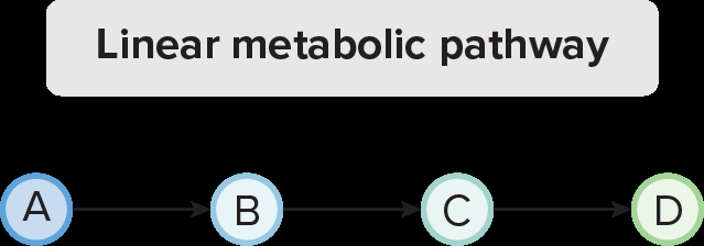 Linear metabolic pathway