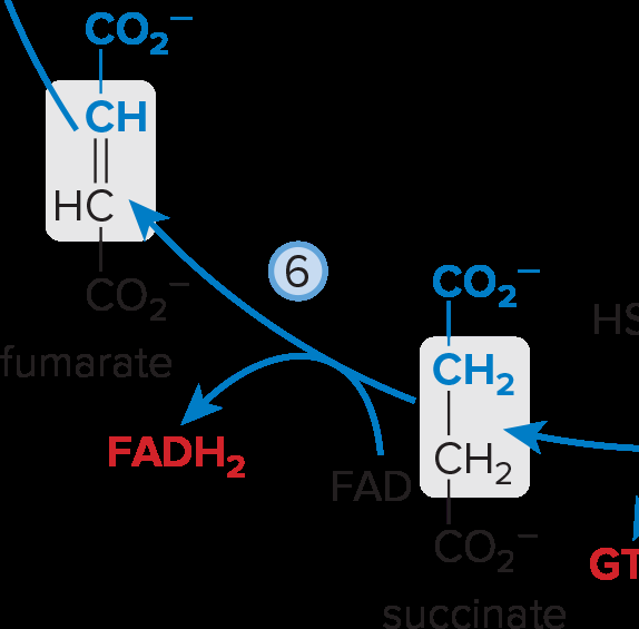 Succinate to fumarate conversion