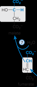 Fumarate to malate conversion