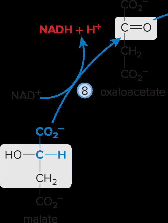 Malate to oxaloacetate conversion