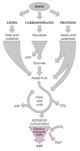 Summary diagram of metabolic pathways