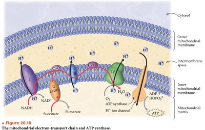 Electron transport chain and ATP synthase