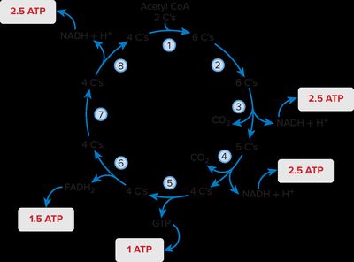 ATP yield from citric acid cycle