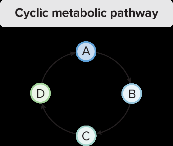Cyclic metabolic pathway